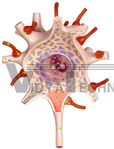 Neruron Cell Body